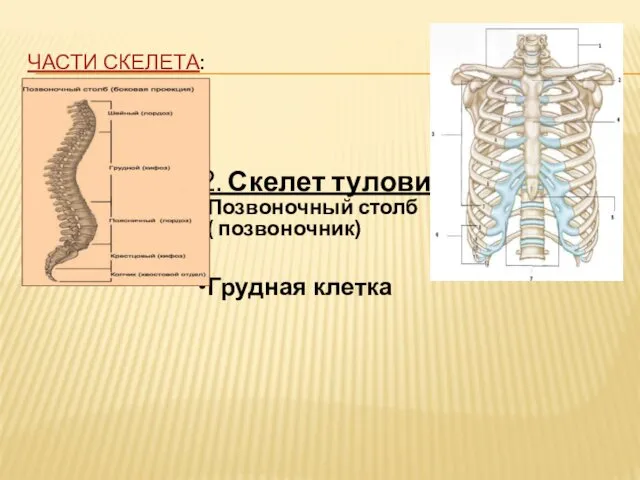 ЧАСТИ СКЕЛЕТА: 2. Скелет туловища Позвоночный столб ( позвоночник) Грудная клетка