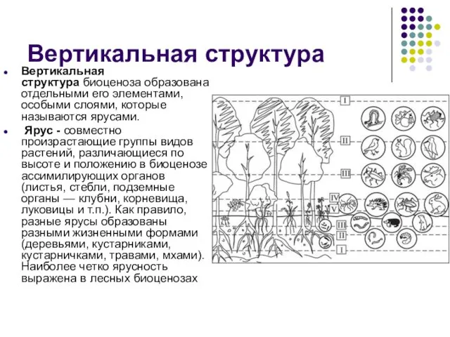 Вертикальная структура Вертикальная структура биоценоза образована отдельными его элементами, особыми слоями,