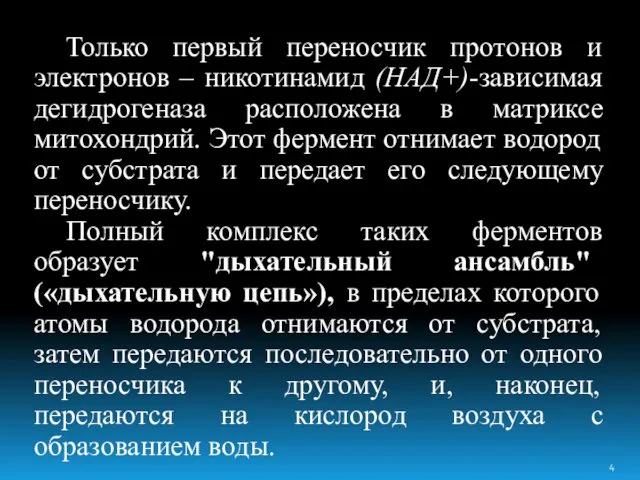 Только первый переносчик протонов и электронов – никотинамид (НАД+)-зависимая дегидрогеназа расположена