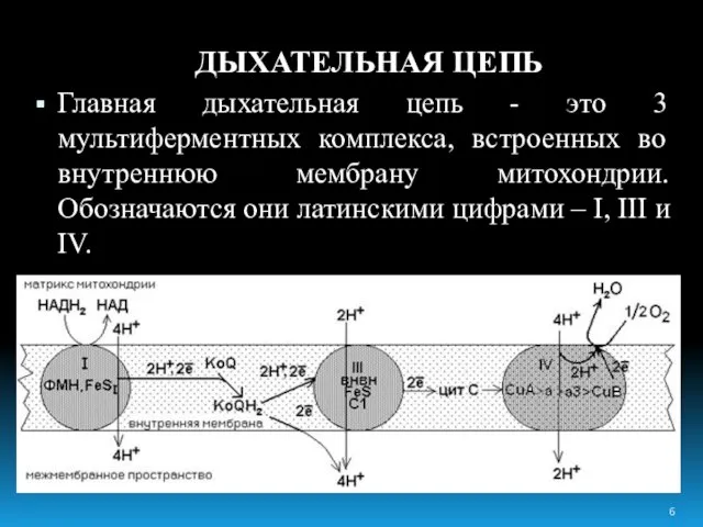 ДЫХАТЕЛЬНАЯ ЦЕПЬ Главная дыхательная цепь - это 3 мультиферментных комплекса, встроенных