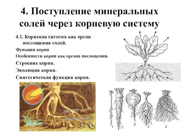 4. Поступление минеральных солей через корневую систему 4.1. Корневая система как