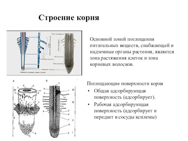 Строение корня Поглощающие поверхности корня Общая адсорбирующая поверхность (адсорбирует). Рабочая адсорбирующая