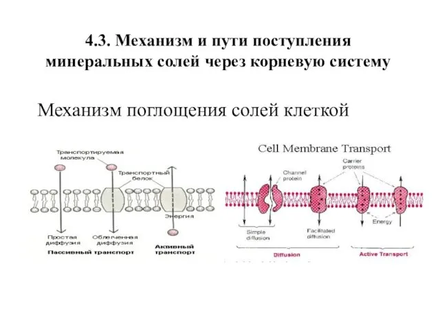 4.3. Механизм и пути поступления минеральных солей через корневую систему Механизм поглощения солей клеткой