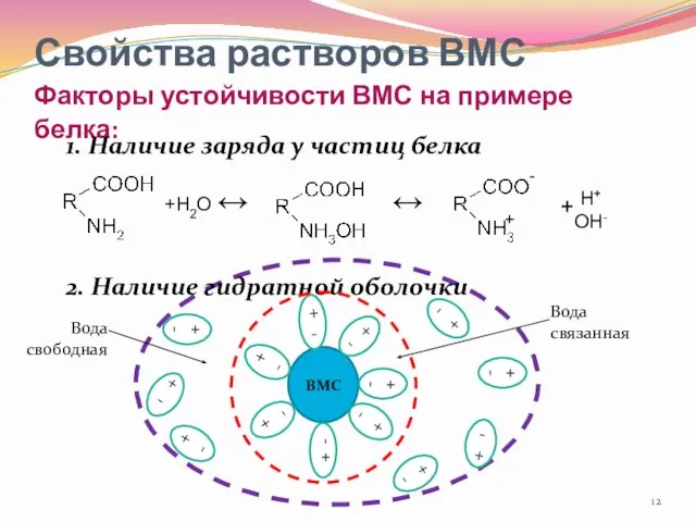 Свойства растворов ВМС Факторы устойчивости ВМС на примере белка: 1. Наличие