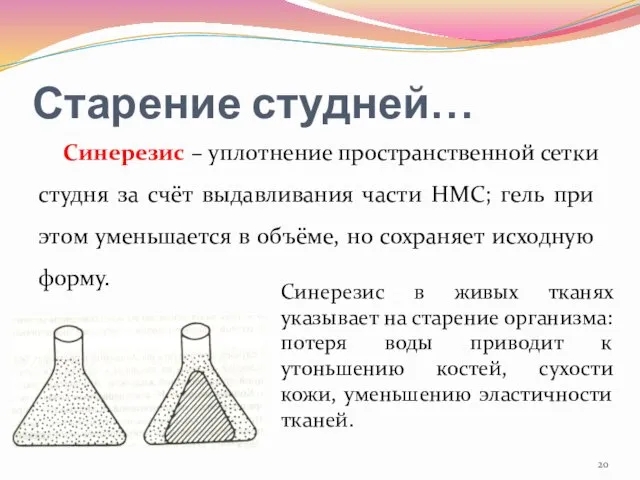 Старение студней… Синерезис – уплотнение пространственной сетки студня за счёт выдавливания