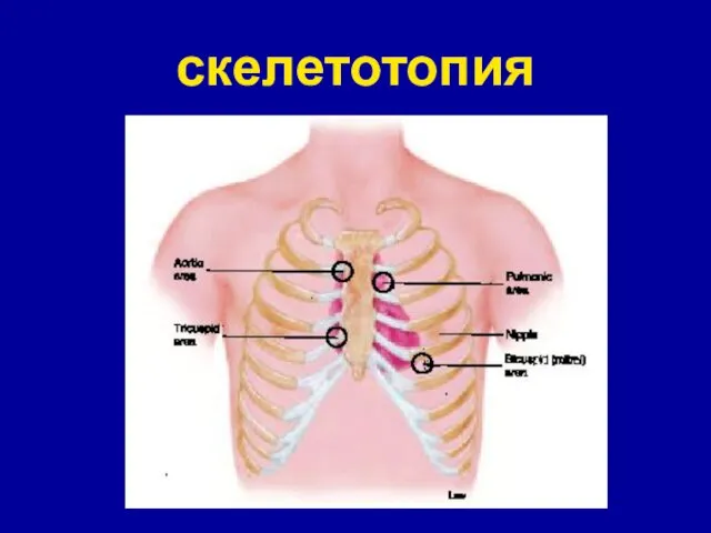 скелетотопия