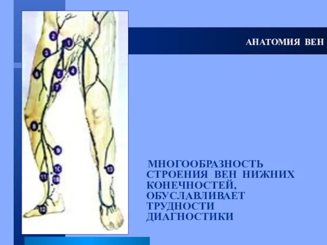 АНАТОМИЯ ВЕН МНОГООБРАЗНОСТЬ СТРОЕНИЯ ВЕН НИЖНИХ КОНЕЧНОСТЕЙ, ОБУСЛАВЛИВАЕТ ТРУДНОСТИ ДИАГНОСТИКИ