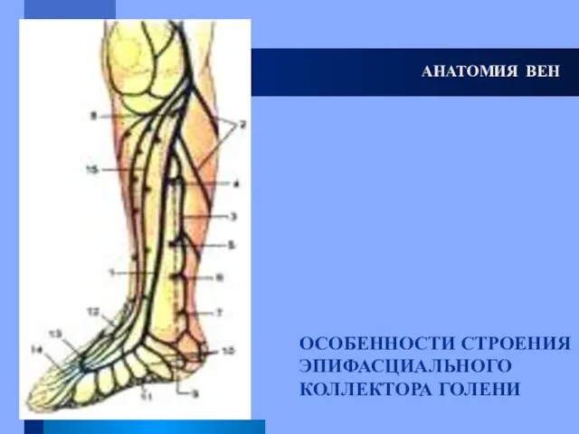 АНАТОМИЯ ВЕН ОСОБЕННОСТИ СТРОЕНИЯ ЭПИФАСЦИАЛЬНОГО КОЛЛЕКТОРА ГОЛЕНИ