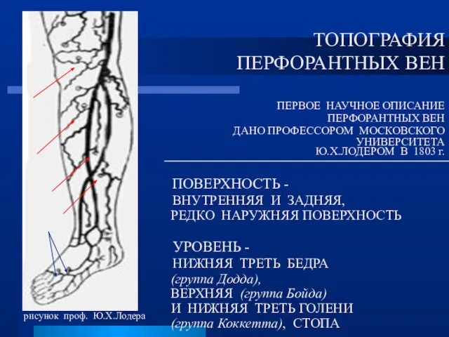 ПЕРВОЕ НАУЧНОЕ ОПИСАНИЕ ПЕРФОРАНТНЫХ ВЕН ДАНО ПРОФЕССОРОМ МОСКОВСКОГО УНИВЕРСИТЕТА Ю.Х.ЛОДЕРОМ В