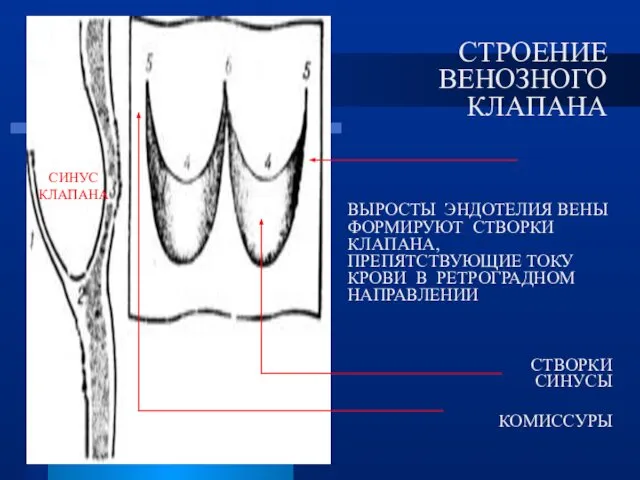 СТРОЕНИЕ ВЕНОЗНОГО КЛАПАНА СТВОРКИ СИНУСЫ КОМИССУРЫ СИНУС КЛАПАНА ВЫРОСТЫ ЭНДОТЕЛИЯ ВЕНЫ