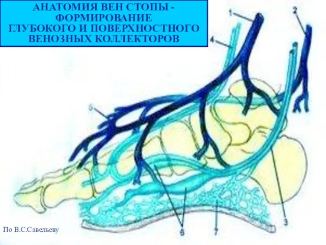 АНАТОМИЯ ВЕН СТОПЫ - ФОРМИРОВАНИЕ ГЛУБОКОГО И ПОВЕРХНОСТНОГО ВЕНОЗНЫХ КОЛЛЕКТОРОВ По В.С.Савельеву