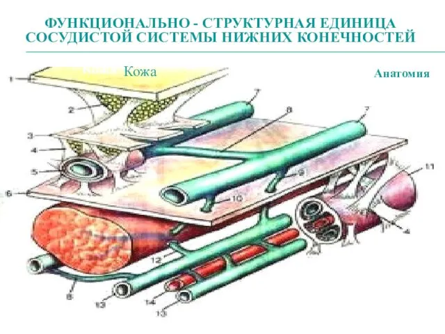 ФУНКЦИОНАЛЬНО - СТРУКТУРНАЯ ЕДИНИЦА СОСУДИСТОЙ СИСТЕМЫ НИЖНИХ КОНЕЧНОСТЕЙ Кожа Фасция Глубокие