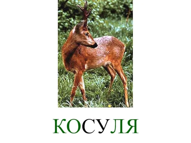 КОСУЛЯ