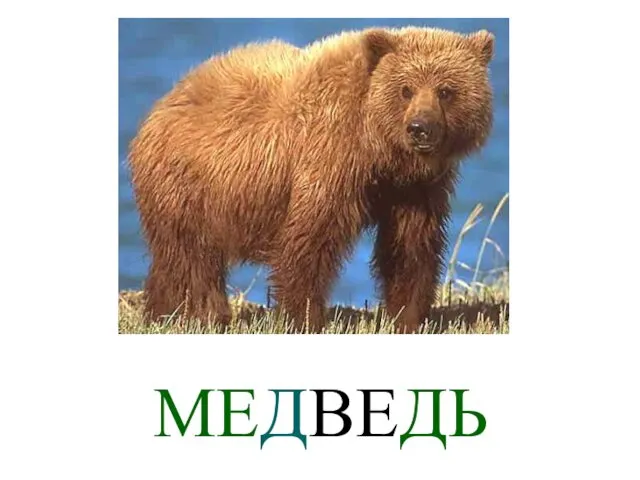 МЕДВЕДЬ