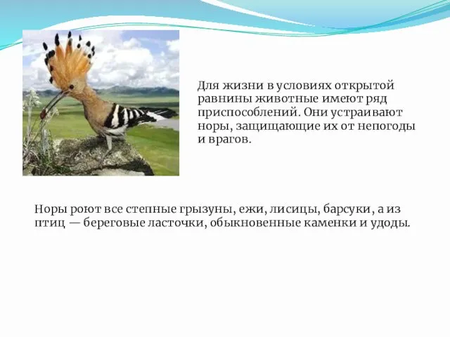 Для жизни в условиях открытой равнины животные имеют ряд приспособлений. Они