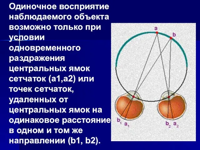 Одиночное восприятие наблюдаемого объекта возможно только при условии одновременного раздражения центральных