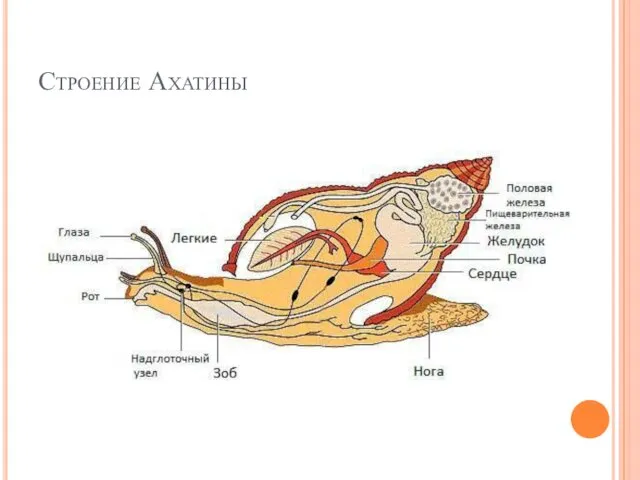 Строение Ахатины