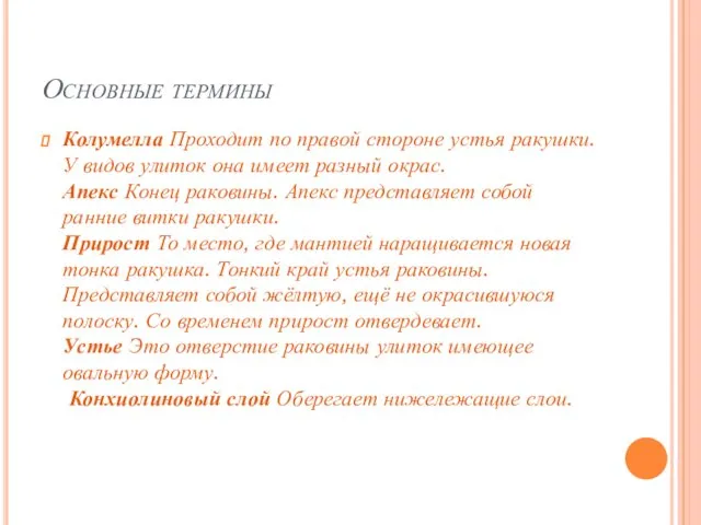 Основные термины Колумелла Проходит по правой стороне устья ракушки. У видов