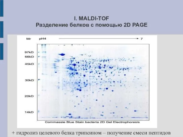 I. MALDI-TOF Разделение белков с помощью 2D PAGE + гидролиз целевого