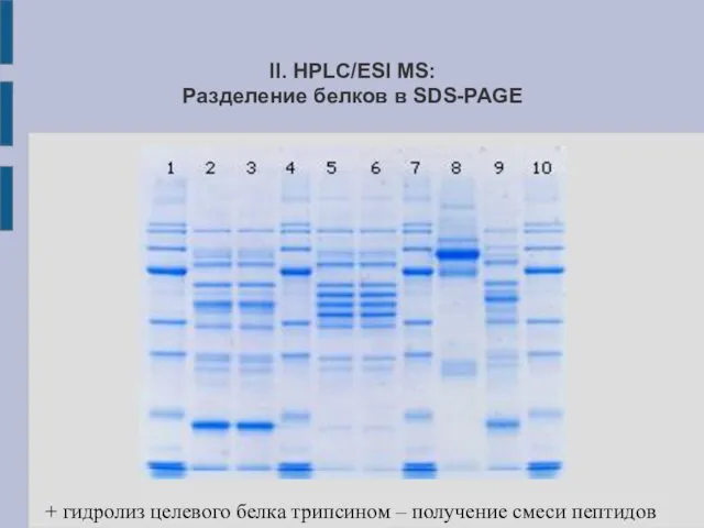 II. HPLC/ESI MS: Разделение белков в SDS-PAGE + гидролиз целевого белка трипсином – получение смеси пептидов