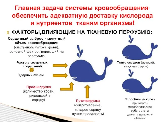 ФАКТОРЫ,ВЛИЯЮЩИЕ НА ТКАНЕВУЮ ПЕРФУЗИЮ: Главная задача системы кровообращения- обеспечить адекватную доставку