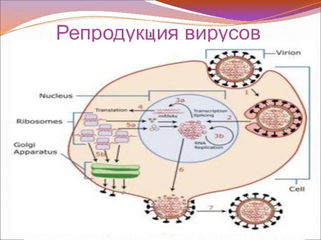 Репродукция вирусов