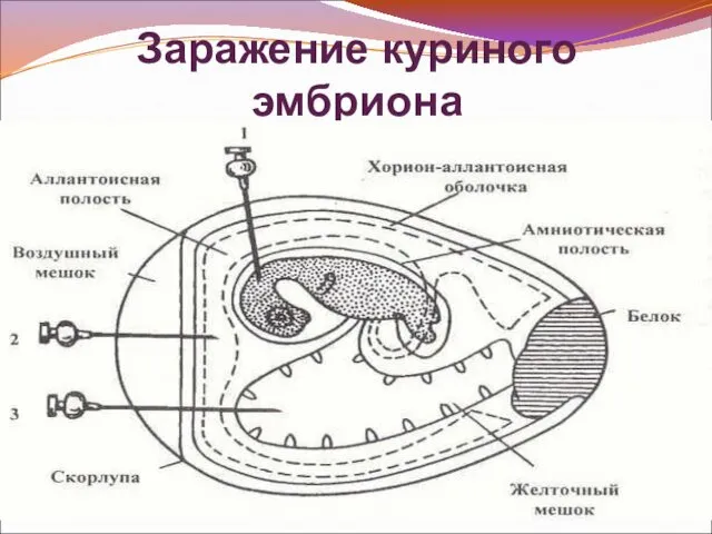 Заражение куриного эмбриона