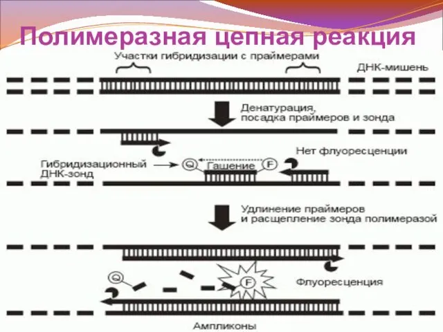 Полимеразная цепная реакция