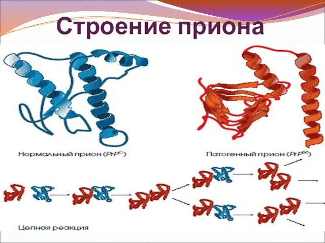 Строение приона