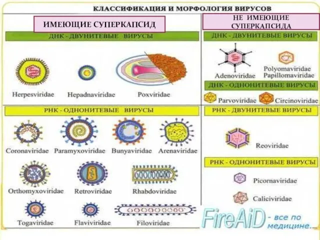 ИМЕЮЩИЕ СУПЕРКАПСИД НЕ ИМЕЮЩИЕ СУПЕРКАПСИДА