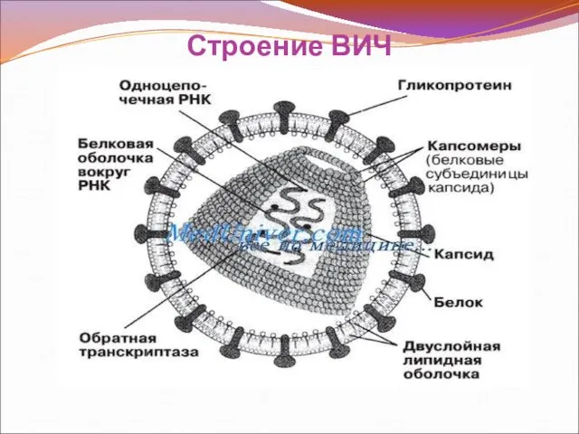 Строение ВИЧ