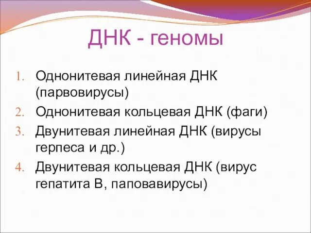 ДНК - геномы Однонитевая линейная ДНК (парвовирусы) Однонитевая кольцевая ДНК (фаги)