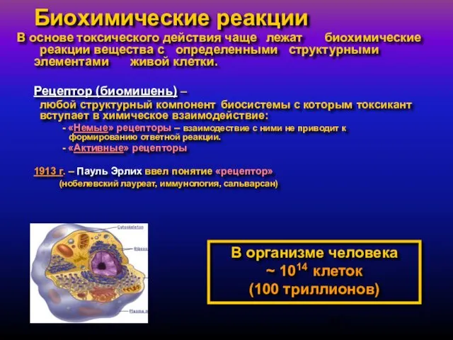 Биохимические реакции В основе токсического действия чаще лежат биохимические реакции вещества