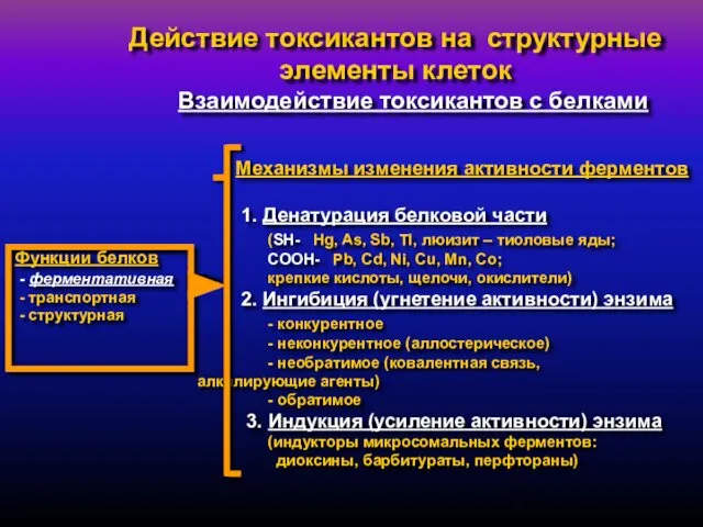 Функции белков - ферментативная - транспортная - структурная Действие токсикантов на