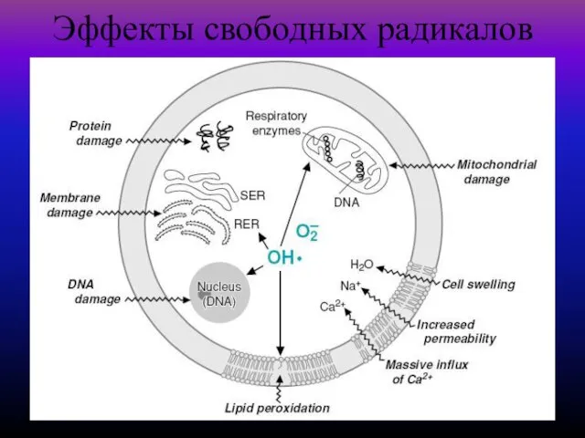 Эффекты свободных радикалов