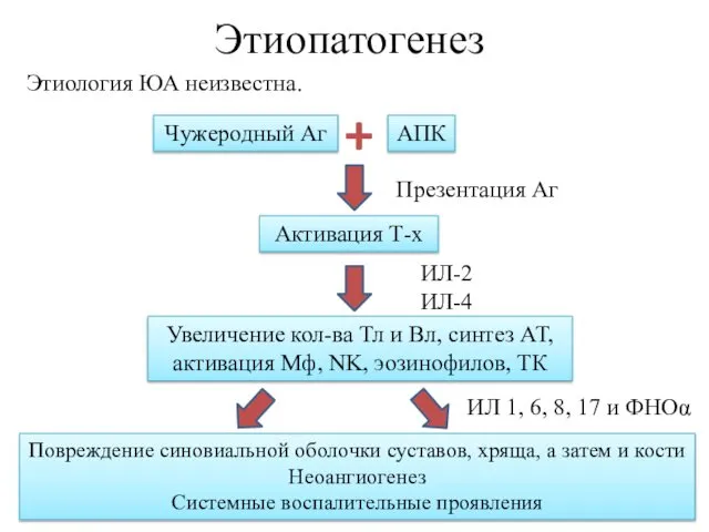 Этиопатогенез Этиология ЮА неизвестна. Чужеродный Аг АПК Активация Т-х Презентация Аг