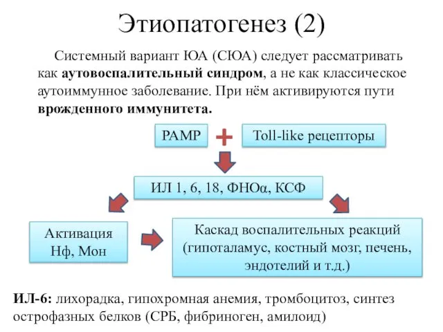 Этиопатогенез (2) Системный вариант ЮА (СЮА) следует рассматривать как аутовоспалительный синдром,