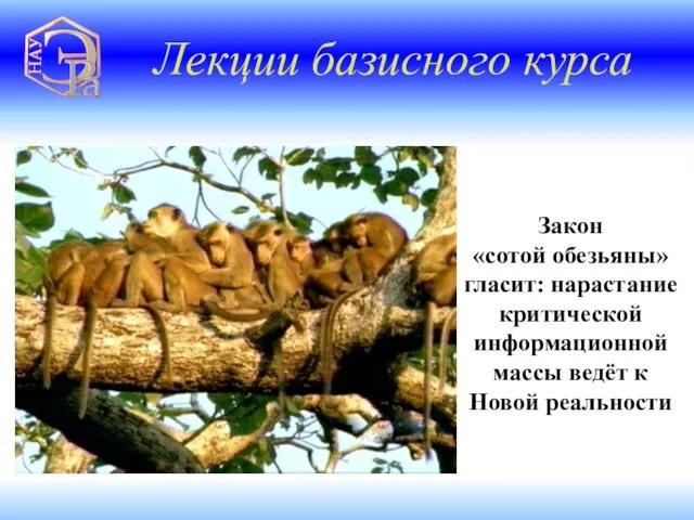 Закон «сотой обезьяны» гласит: нарастание критической информационной массы ведёт к Новой реальности Лекции базисного курса