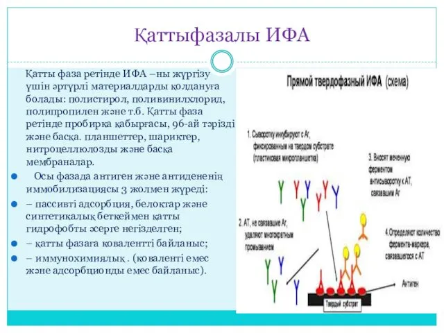 Қаттыфазалы ИФА Қатты фаза ретінде ИФА –ны жүргізу үшін әртүрлі материалдарды