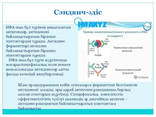 Сэндвич-әдіс ИФА-ның бұл түрімен анықталатын антигендер, антиденені байланыстыратын бірнеше эпитоптардан тұрады.