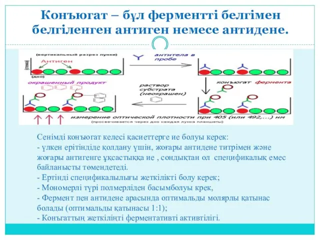 Конъюгат – бұл ферментті белгімен белгіленген антиген немесе антидене. Сенімді конъюгат