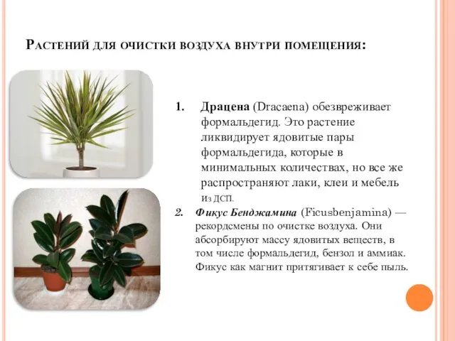 Растений для очистки воздуха внутри помещения: Драцена (Dracaena) обезвреживает формальдегид. Это