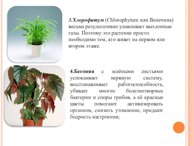 3.Хлорофитум (Chlorophytum или Венечник) весьма результативно улавливает выхлопные газы. Поэтому это