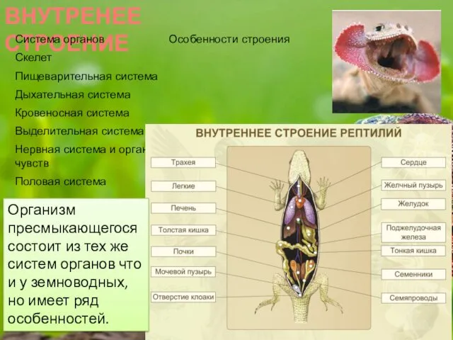 ВНУТРЕНЕЕ СТРОЕНИЕ Организм пресмыкающегося состоит из тех же систем органов что