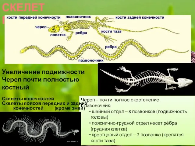 СКЕЛЕТ ПРЕСМЫКАЮЩИХСЯ Череп – почти полное окостенение Позвоночник: шейный отдел –