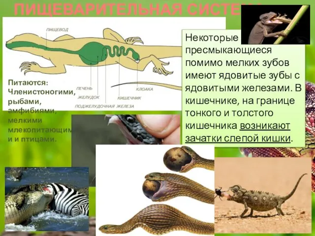 ПИЩЕВАРИТЕЛЬНАЯ СИСТЕМА Некоторые пресмыкающиеся помимо мелких зубов имеют ядовитые зубы с