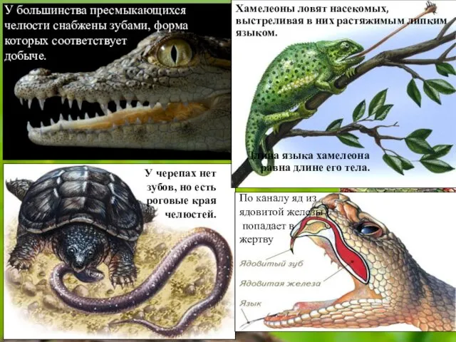 У большинства пресмыкающихся челюсти снабжены зубами, форма которых соответствует добыче. У