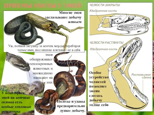 ПРИЕМЫ ОХОТЫ У ЗМЕЙ Особое устройство челюстей позволяет змеям глотать добычу