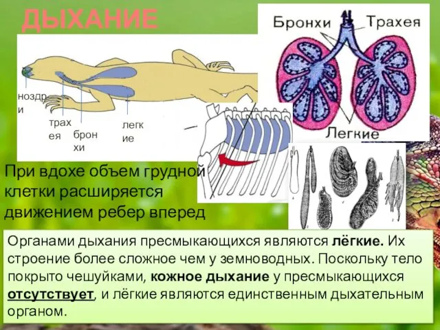 ДЫХАНИЕ При вдохе объем грудной клетки расширяется движением ребер вперед Органами