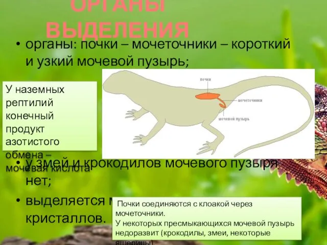 ОРГАНЫ ВЫДЕЛЕНИЯ органы: почки – мочеточники – короткий и узкий мочевой